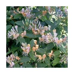 Chevrefeuille CAPRILIA® EVER. Le pot de 3 litres