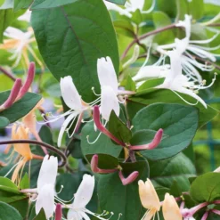 Chevrefeuille CHINENSIS. Le pot de 3 litres