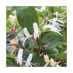 Chevrefeuille CHINENSIS. Le pot de 6 litres