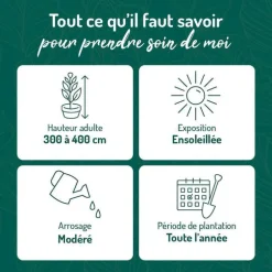 Chevrefeuille HECKROTTI GOLDFLAME. Le pot de 3 litres