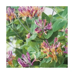 Chevrefeuille HECKROTTI GOLDFLAME. Le pot de 6 litres