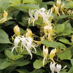 Chevrefeuille JAP. HALLIANA. Le pot de 1,3 litres