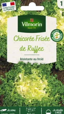 Chicorée de Ruffec Vilmorin - graines à semer