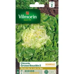 Chicorée Grosse Bouclée 2 Vilmorin - graines à semer