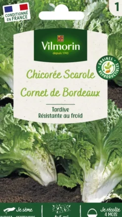 Chicorée Scarole Corne de Bordeaux Vilmorin - graines à semer