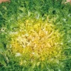 Chicoree Frisee Myrna Bio. La barquette de 12 plants