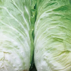 Chicoree Pain De Sucre Vespero Bio. La barquette de 12 plants