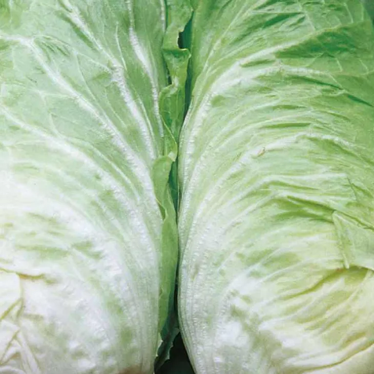 Chicoree Pain De Sucre Vespero Bio. La barquette de 12 plants