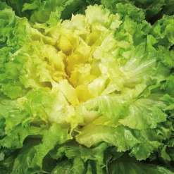 Chicoree Scarole Nuance Bio. La barquette de 12 plants