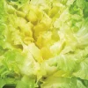 Chicoree Scarole Seance Bio. La barquette de 12 plants