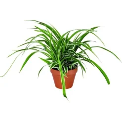 Chlorophytum – Pot en terre 14 cm de diamètre