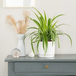 Chlorophytum 'Ocean' vert en pot blanc émaillé botanic®. Le pot Ø 15 cm