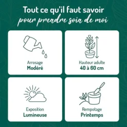 Chlorophytum 'Ocean' vert en pot blanc émaillé botanic®. Le pot Ø 15 cm