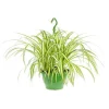 Chlorophytum suspension Ø18xH40 cm