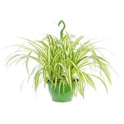 Chlorophytum suspension Ø18xH40 cm