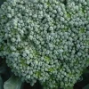 Chou Brocoli A Jets Vert Belstar Bio. La barquette de 3 plants