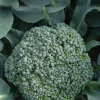 Chou Brocoli A Jets Vert Belstar Bio. La barquette de 3 plants