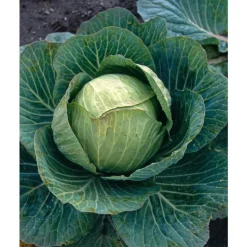 Chou Cabus Pointu Caraflex Bio. La barquette de 3 plants