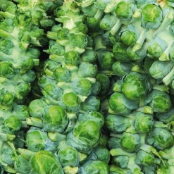 Chou De Bruxelles Nautic Bio. La barquette de 3 plants