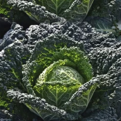 Chou De Milan Cantasa Bio. La barquette de 3 plants