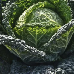 Chou De Milan Cantasa Bio. La barquette de 3 plants