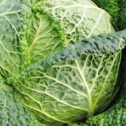 Chou De Milan Famosa Bio. La barquette de 3 plants