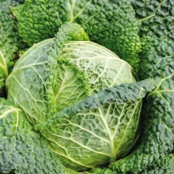 Chou De Milan Famosa Bio. La barquette de 3 plants