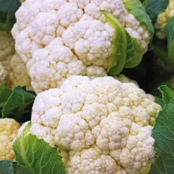 Chou Fleur Nautilus Bio. La barquette de 3 plants