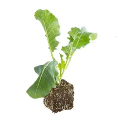 Chou Fleur Nautilus Bio. La motte de 7x7 cm