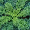 Chou Kale Halbhoher Bio. La barquette de 3 plants