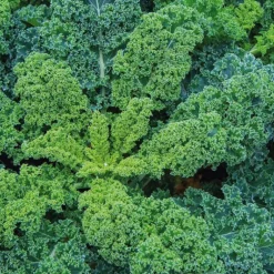 Chou Kale Halbhoher Bio. Le pot de 10,5 cm