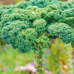 Chou Kale Halbhoher Bio. Le pot de 10,5 cm