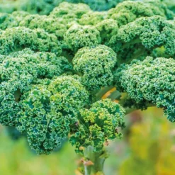 Chou Kale Halbhoher Bio. La barquette de 3 plants