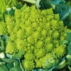 Chou Romanesco Veronica Bio. La barquette de 3 plants