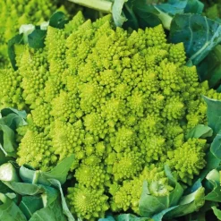Chou Romanesco Veronica Bio. La barquette de 3 plants