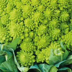 Chou Romanesco Veronica Bio. La barquette de 3 plants