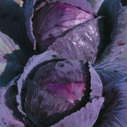 Chou Rouge Romanov Bio. La barquette de 3 plants