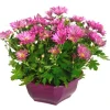 Chrysanthème multifleurs - La coupe de 30 cm