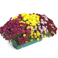 Chrysanthème multifleurs arlequin - La jardinière de 40 cm