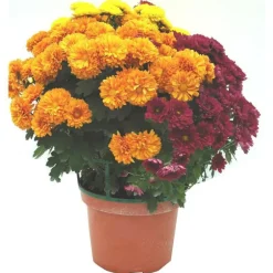 Chrysanthème multifleurs coloris variés. Le pot de 3 litres