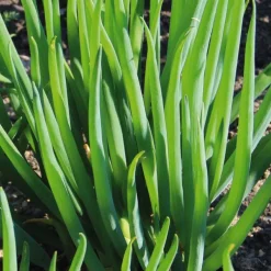 Ciboule Bio. Le pot de 1 litre