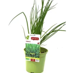 Ciboule Bio. Le pot de 1 litre