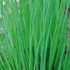 Ciboulette Bio. La motte de 4x4 cm