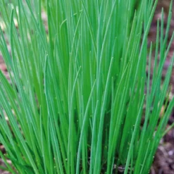 Ciboulette Bio. La motte de 4x4 cm