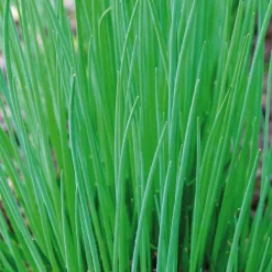 Ciboulette Bio. Le pot de 2,5 litres