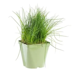 Ciboulette Bio. Le pot de 2,5 litres