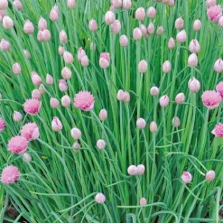 Ciboulette Bio. Le pot de 1 litre