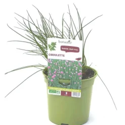 Ciboulette Bio. Le pot de 1 litre