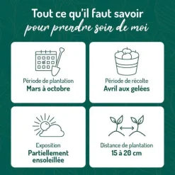 Ciboulette Bio. Le pot de 1 litre
