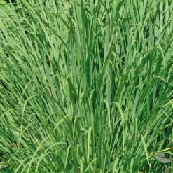 Citronnelle De Madagascar Semis Bio. Le pot de 1 litre